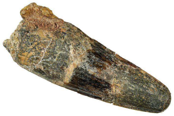 Fossil Spinosaurus Tooth - Real Dinosaur Tooth #327892